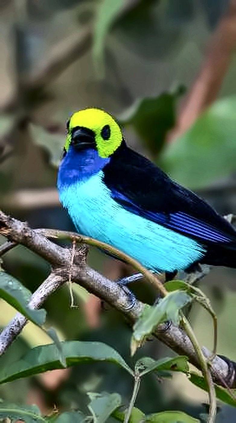 Saíra-sete-cores, pássaro de cabeça amarela e peito azul-turquesa