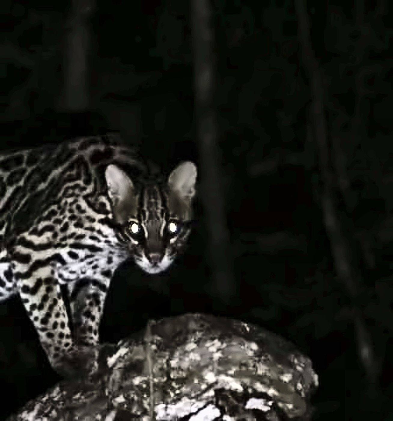 Jaguatirica observando à noite em cima de uma pedra