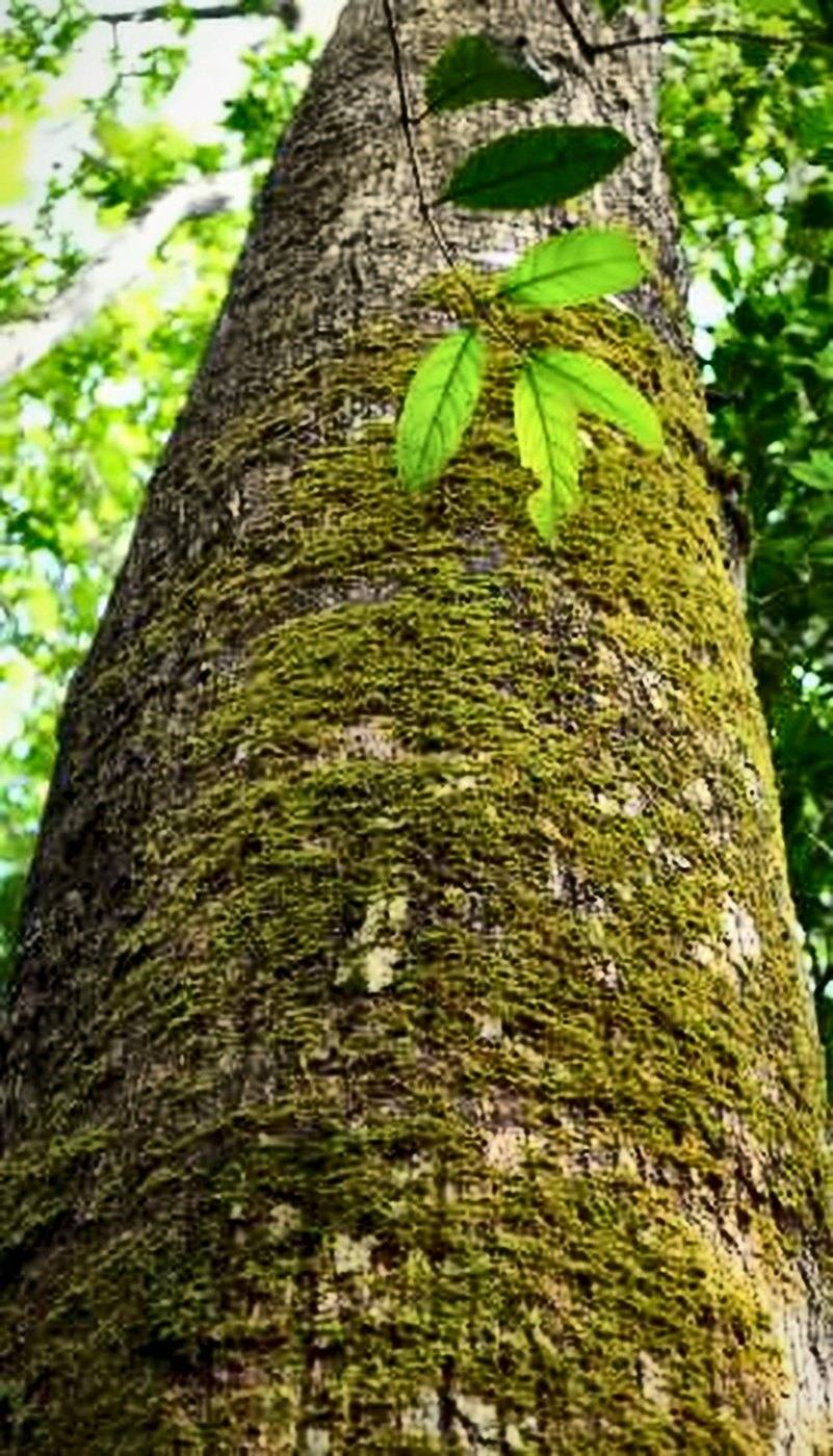 Tronco de árvore centenária coberto de musgo