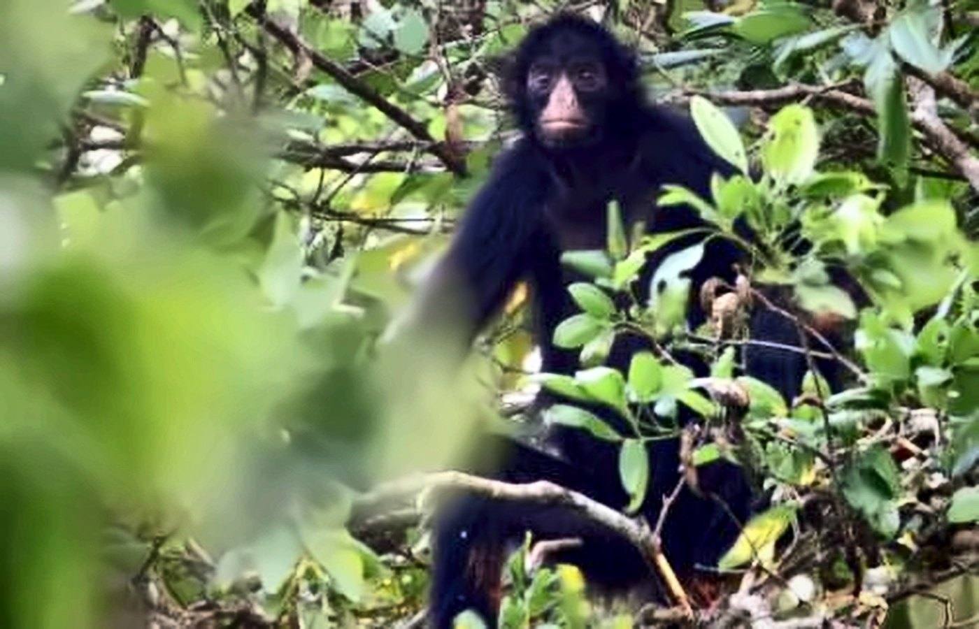 Macaco-aranha preto no alto das árvores