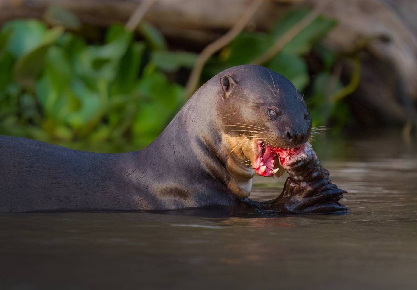 Ariranha se alimentando de um peixe