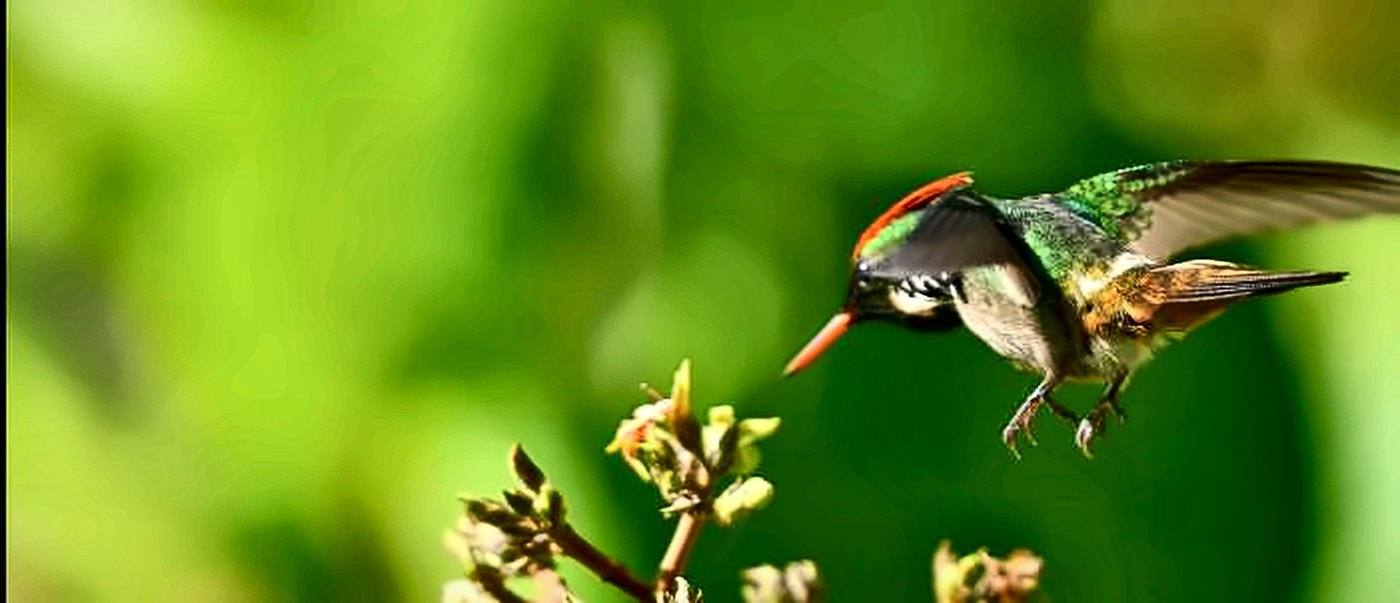 Beija-flor pairando sobre pequenas flores