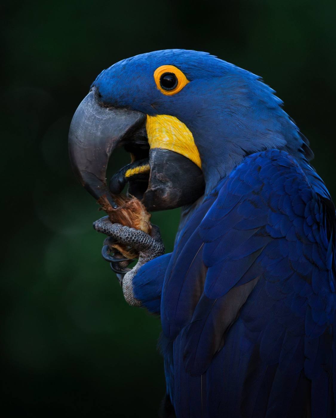 Arara-azul