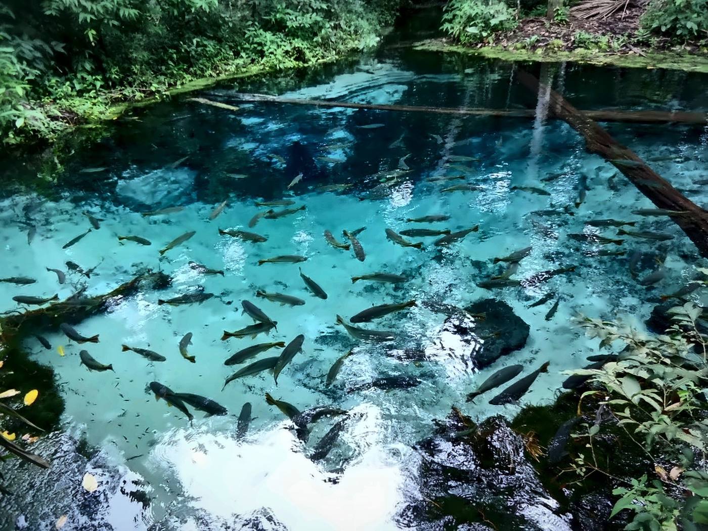 Nascente de água azul-turquesa cheia de peixes