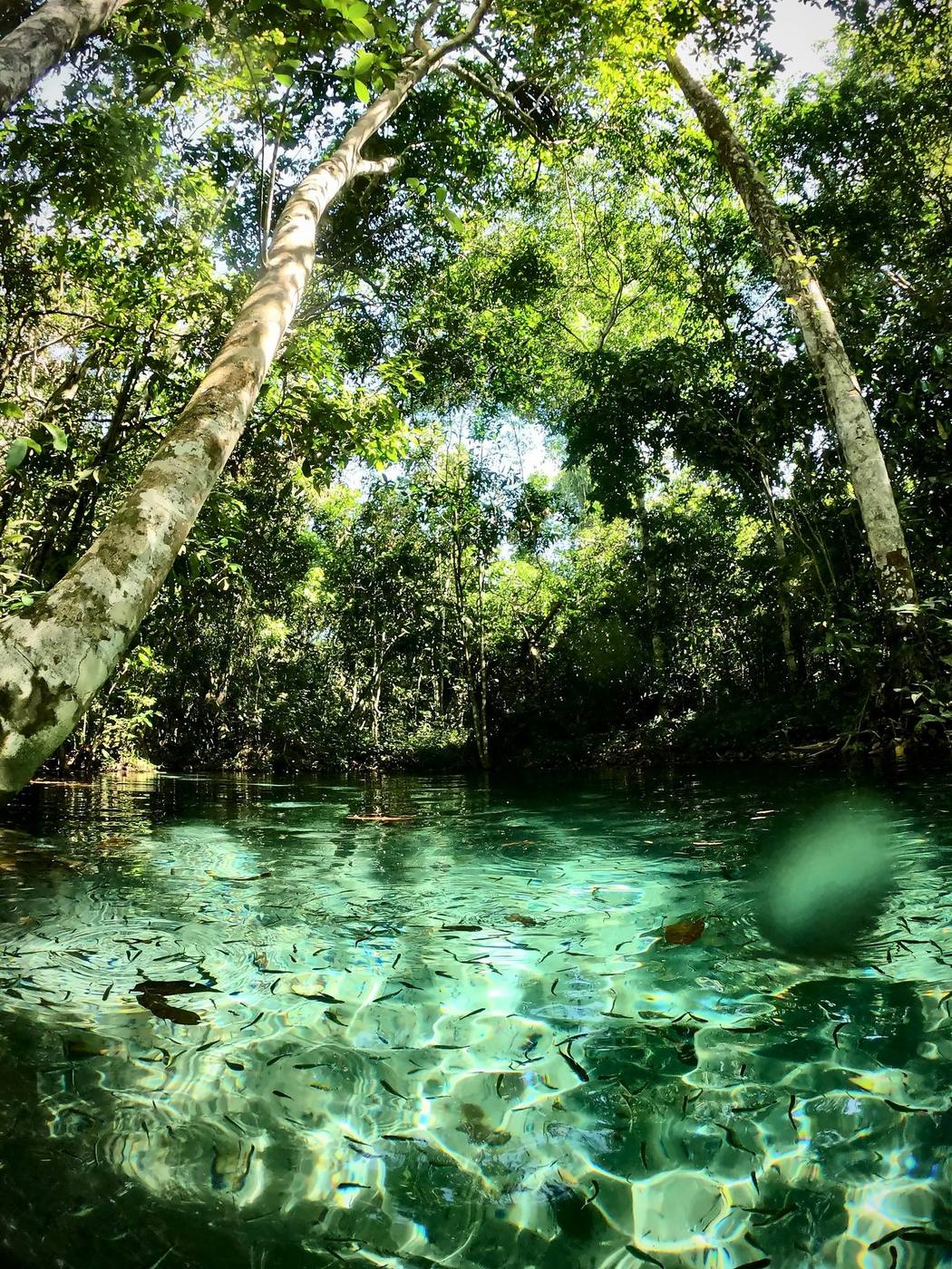 Rio de água transparente sob as árvores da mata
