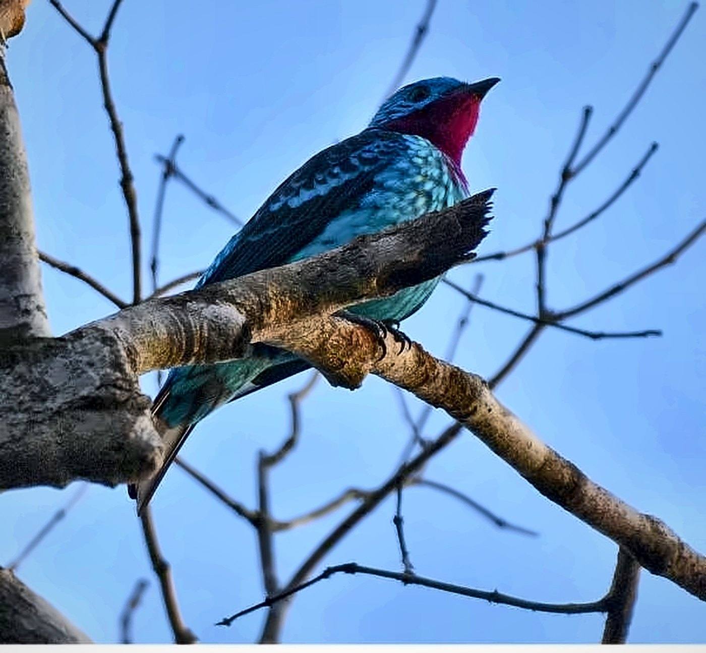 Anambé-azul, pássaro azul com a garganta roxa, pousado num galho