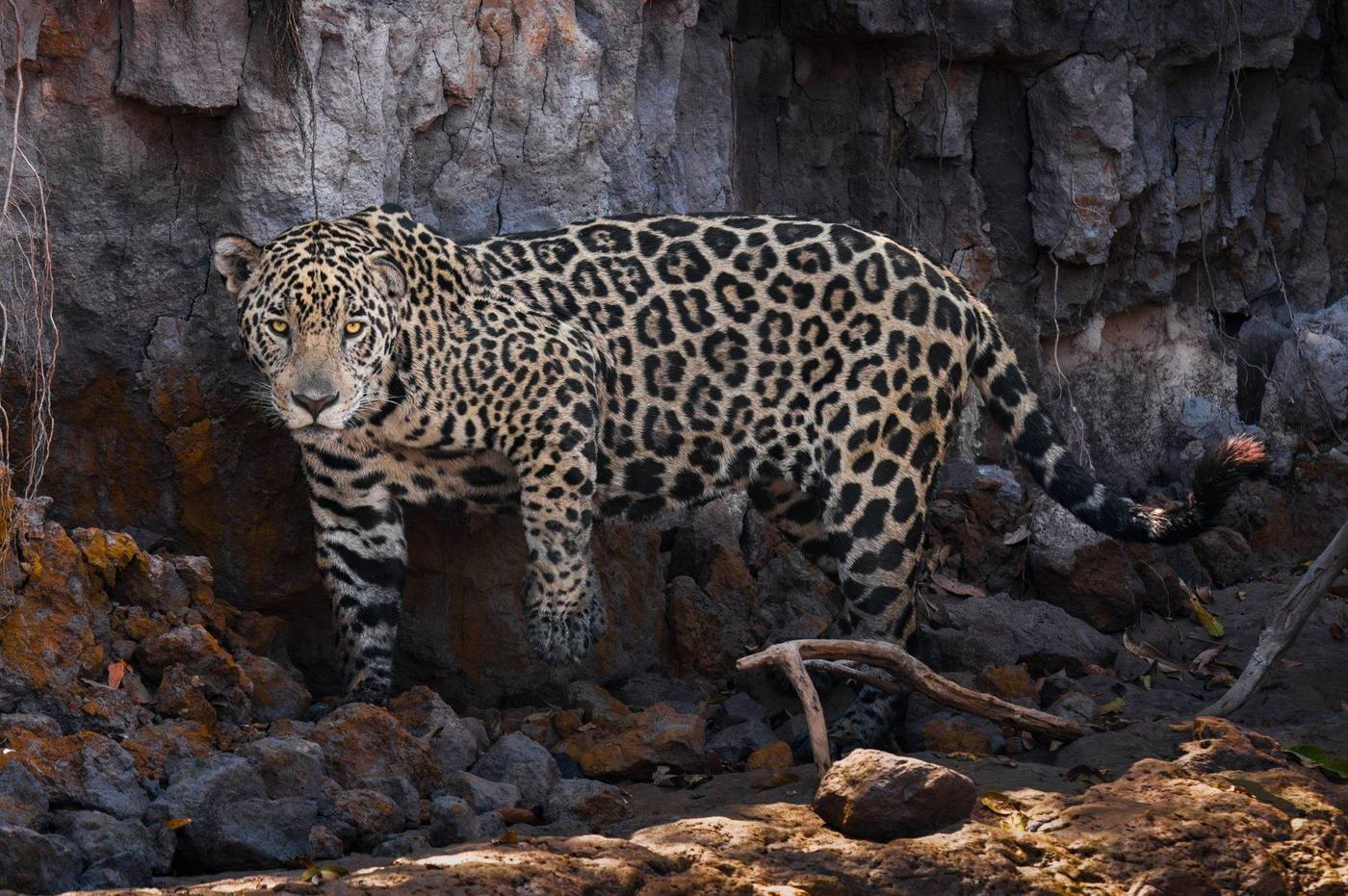 Onça-pintada junto a um paredão de pedra
