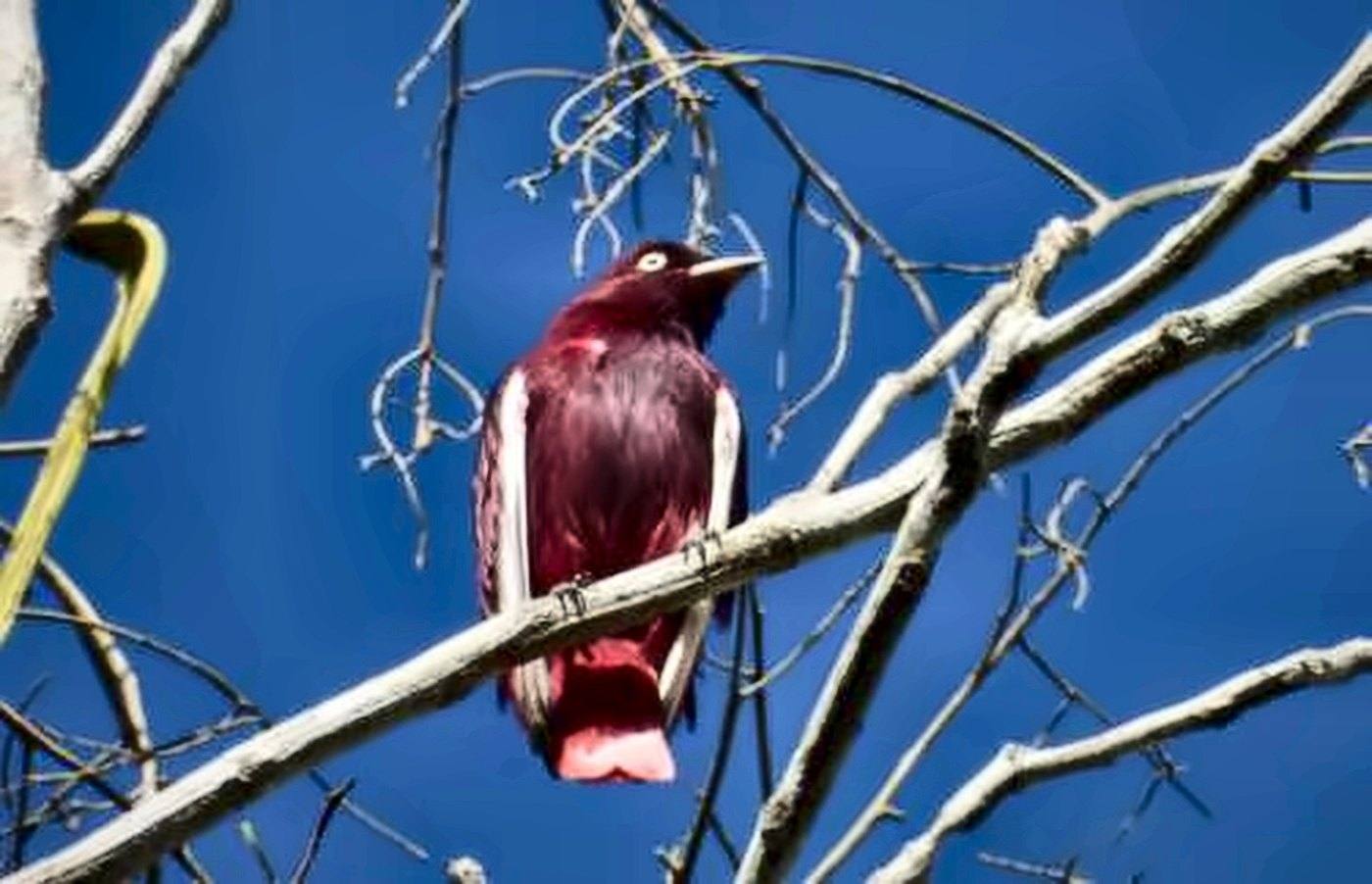 Anambé-pompadora, pássaro vinho com asas brancas, contra o céu azul
