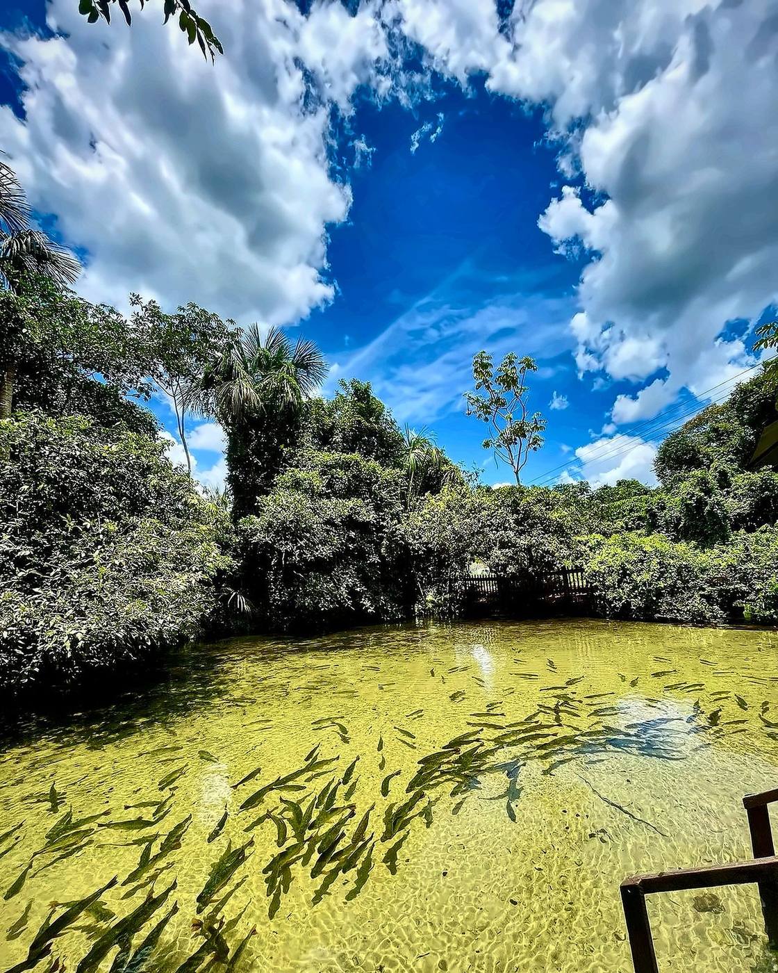 Lago de água clara com peixes sob céu azul e mata