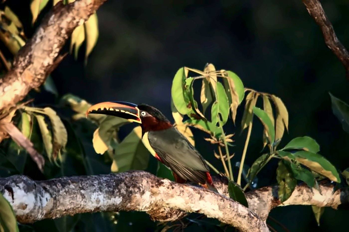 Araçari de bico listrado entre folhas