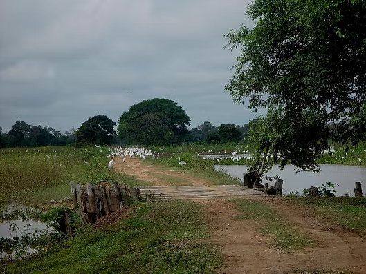 Estrada da fazenda com garças na lagoa