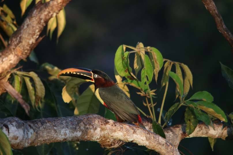 Araçari pousado num galho na mata
