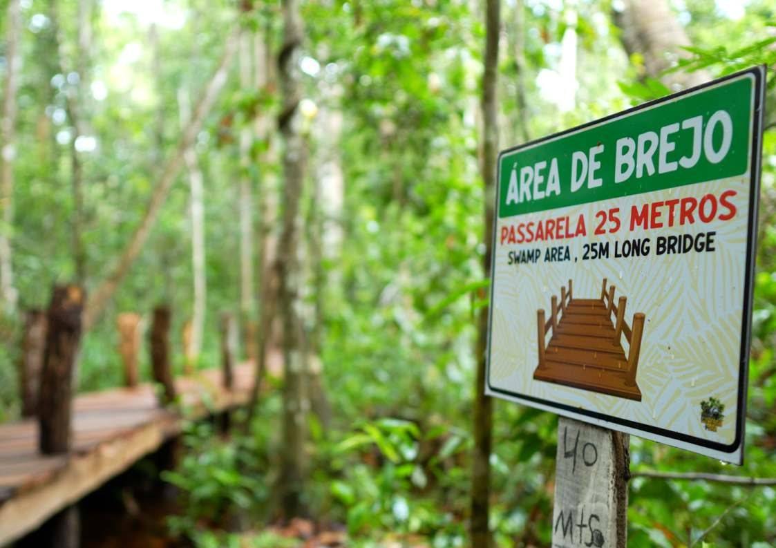 Passarela de madeira na área de brejo