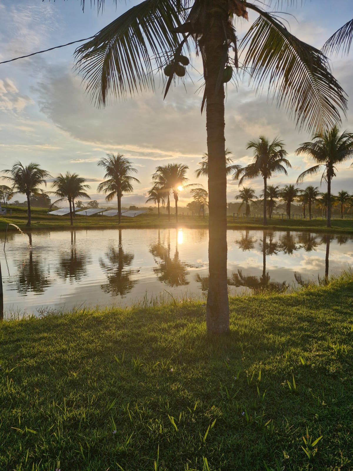 Lago entre coqueiros ao amanhecer