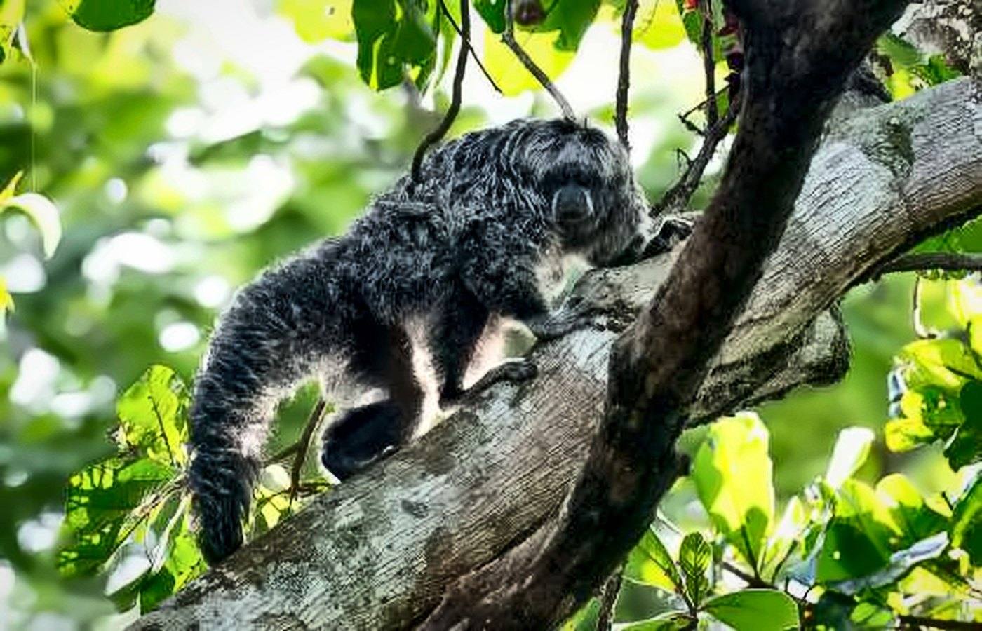 Parauacu, macaco de pelo longo e escuro, subindo num galho
