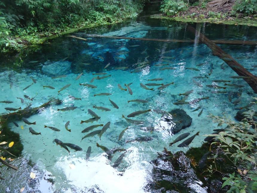 Nascente de água cristalina e azul cheia de peixes