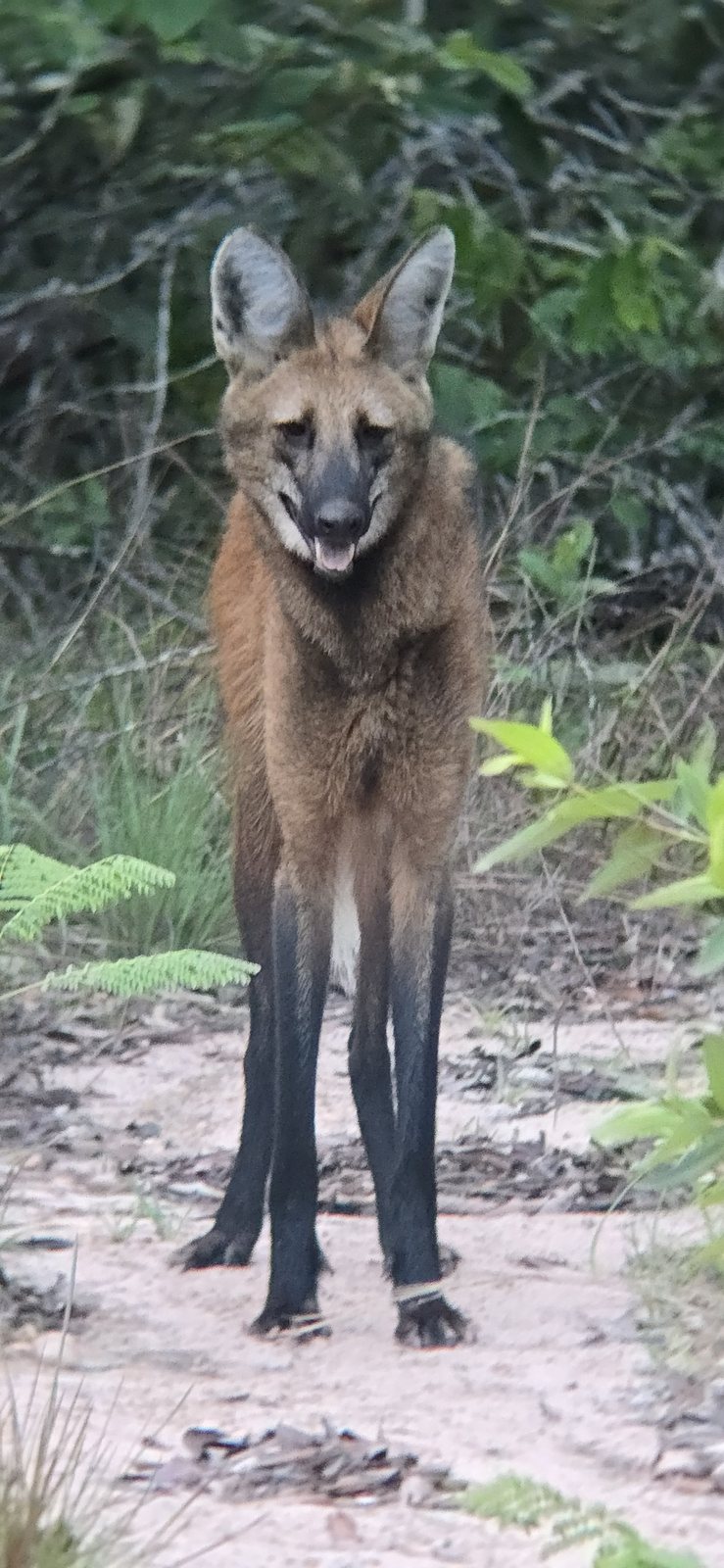 Lobo-guará olhando para a câmera