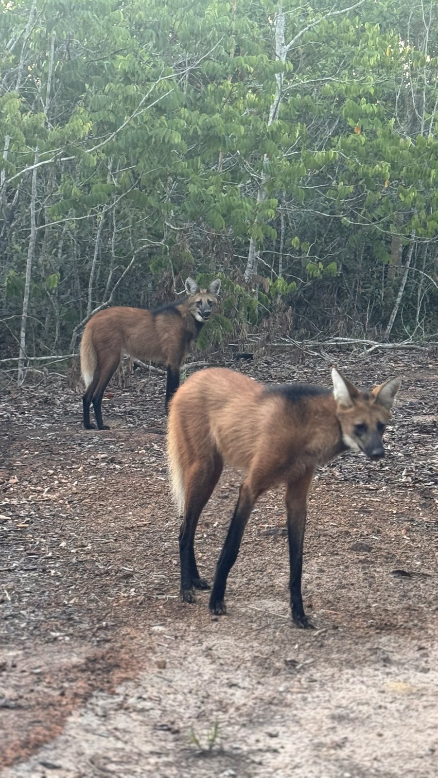 Dois lobos-guará na beira da mata