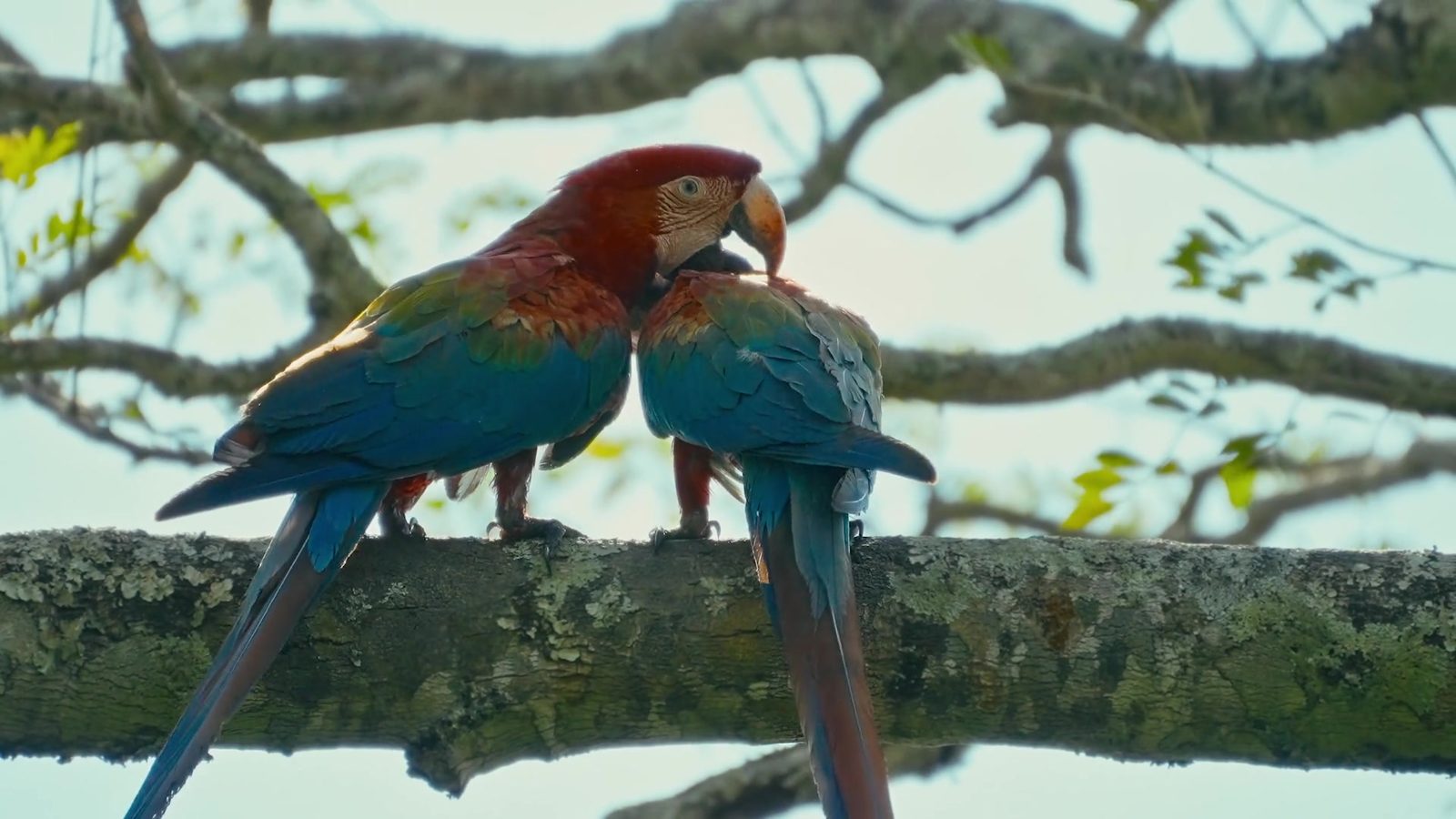 Casal de araras-vermelhas num galho