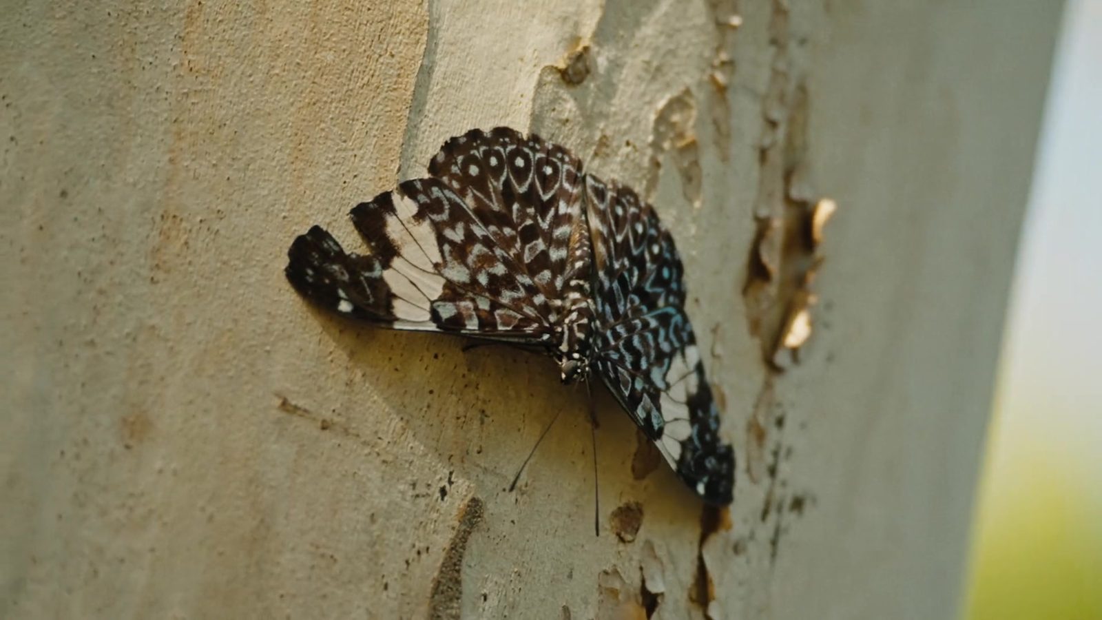 Borboleta pousada no tronco