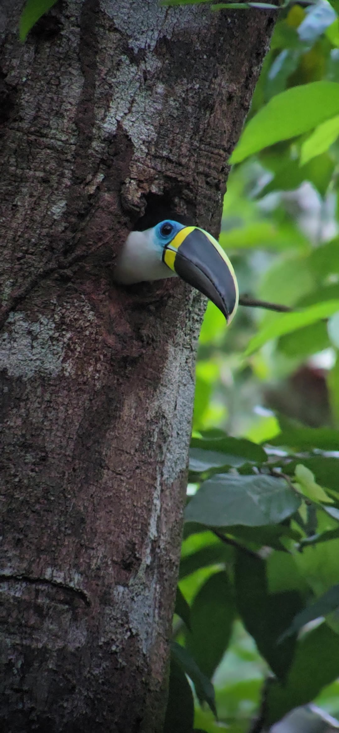 Tucano-de-bico-preto