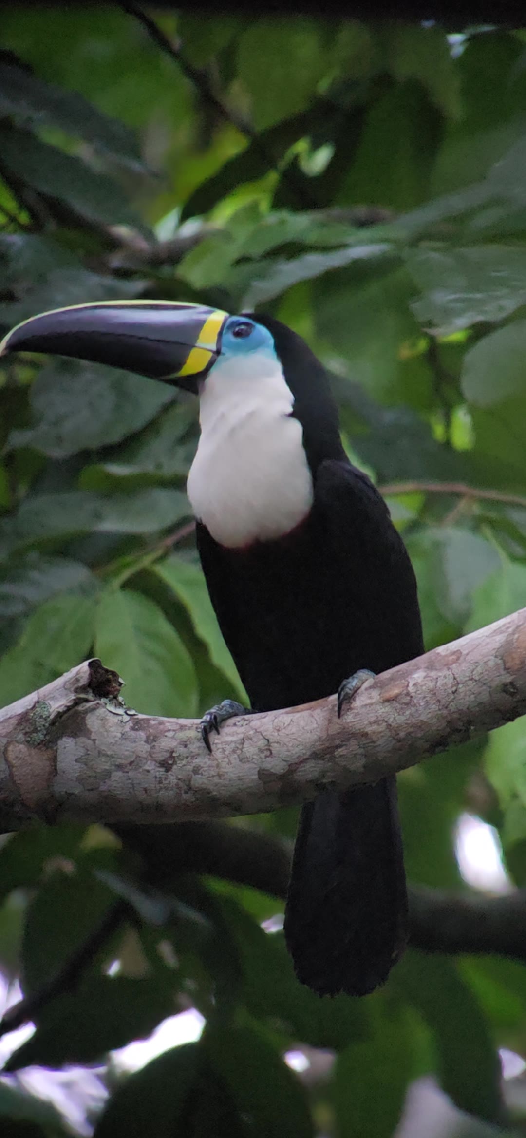 Tucano-de-bico-preto no galho