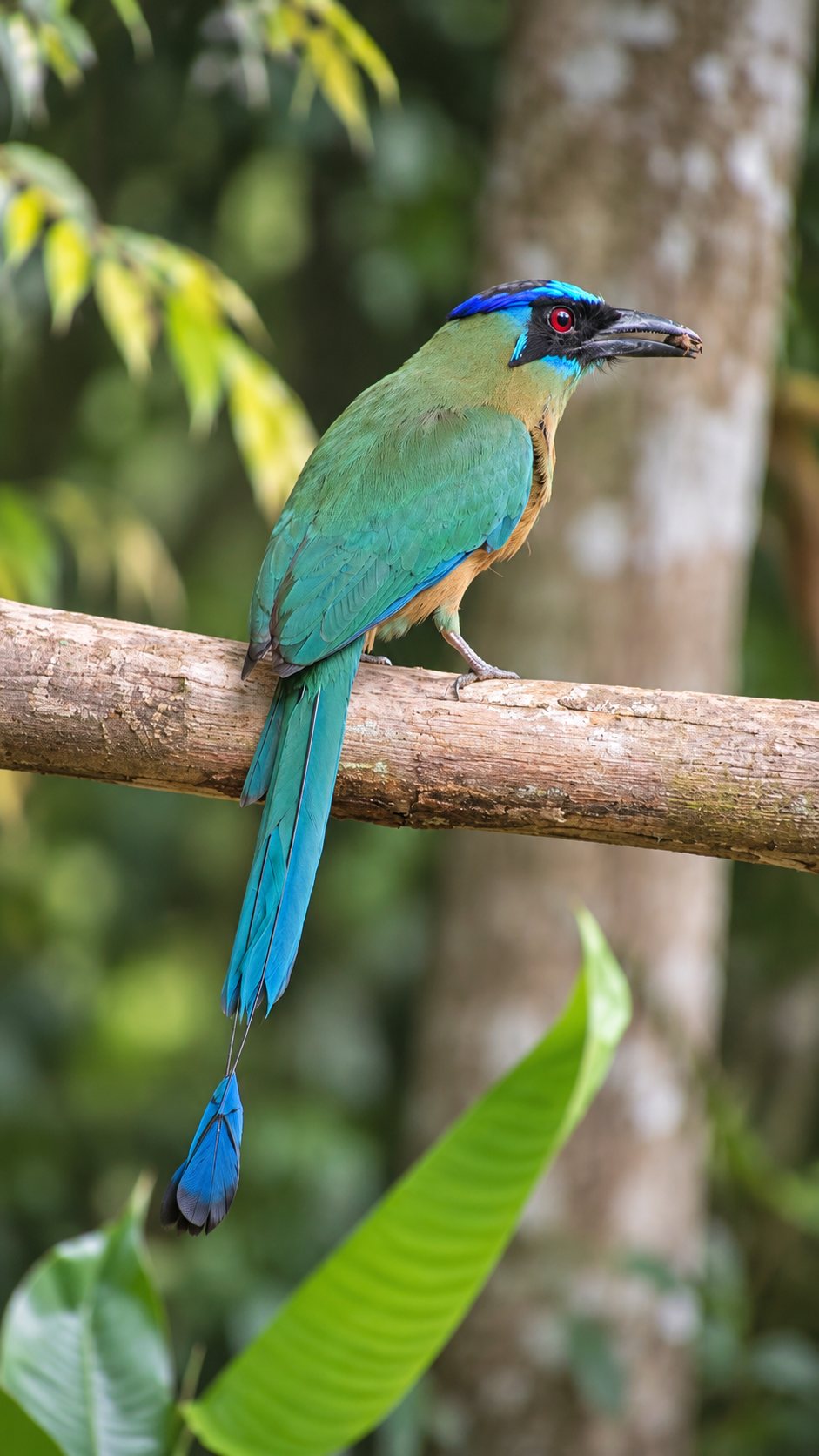 Udu-de-coroa-azul