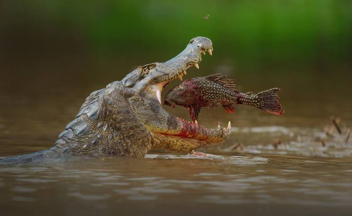 Jacaré com um peixe