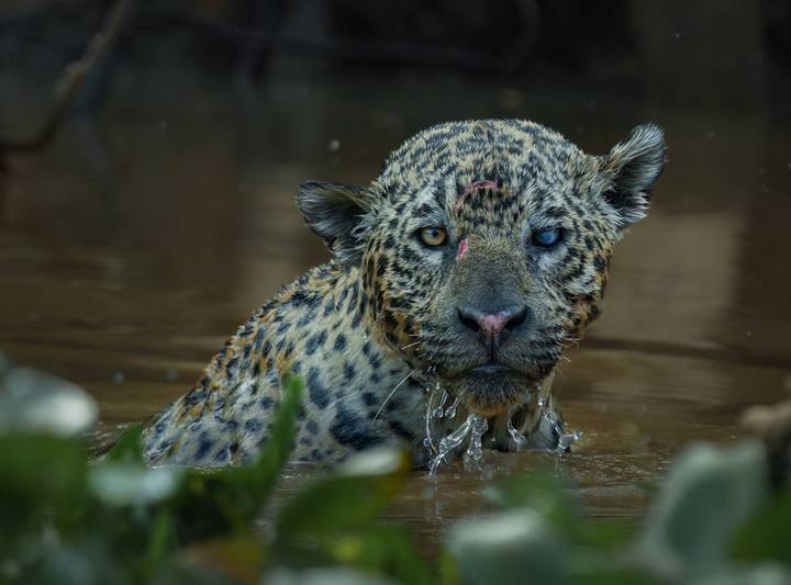 Olhar de uma onça-pintada