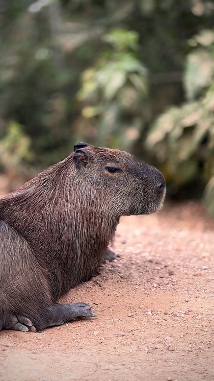Capivara descansando na estrada