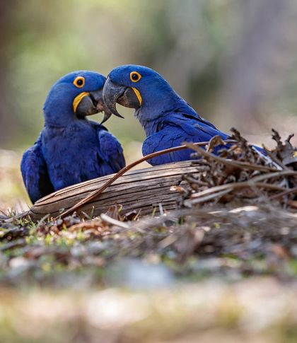 Casal de araras-azuis