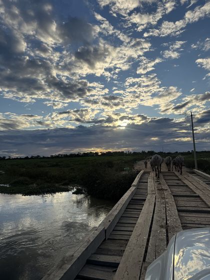 Gado atravessando a ponte de madeira ao entardecer