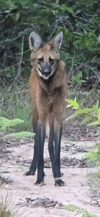 Lobo-guará olhando para a câmera