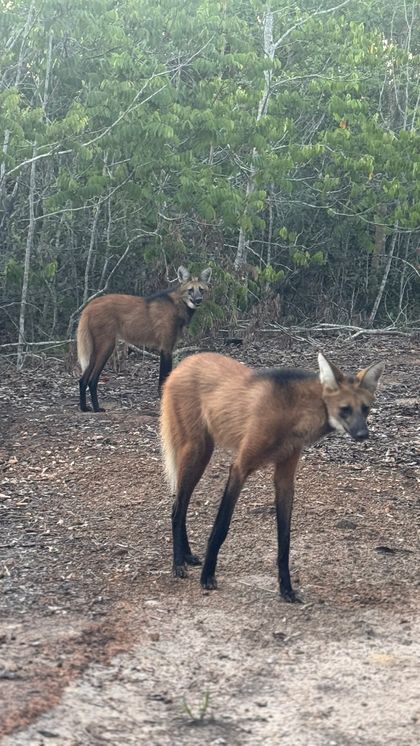 Dois lobos-guará na Cunhataí Porã