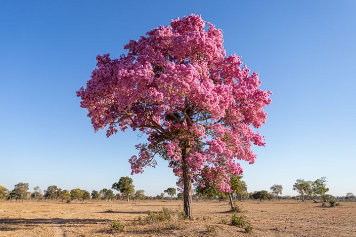 Piúva (ipê-roxo) florida na seca