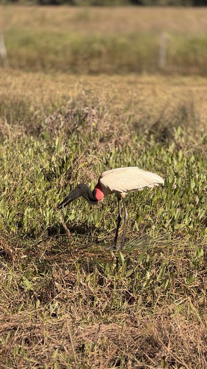 Tuiuiú caçando no campo